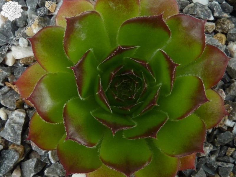 Diepvens Julia / Jovi