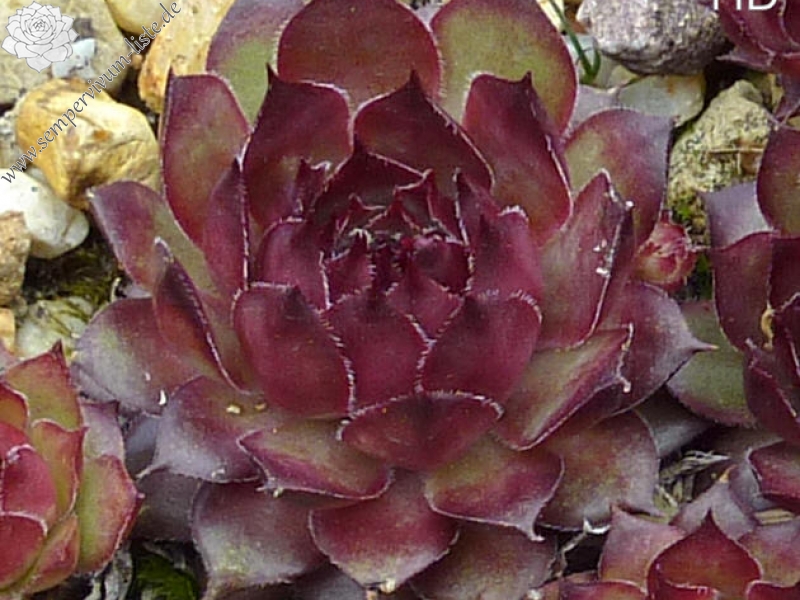 Ispahan