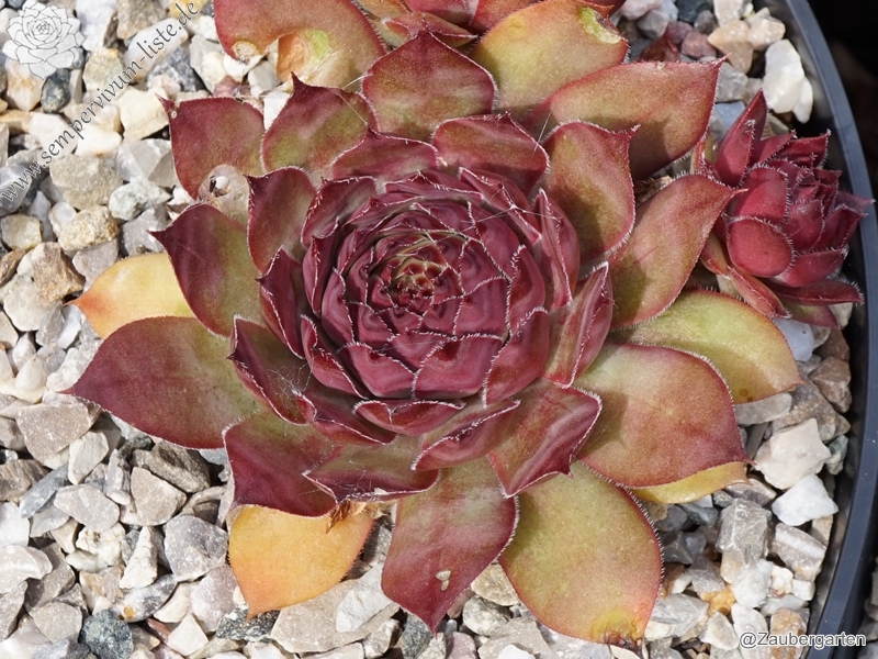 Ispahan