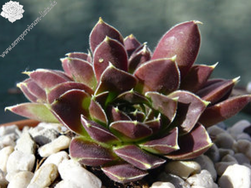 Earl von Linne / Jovi