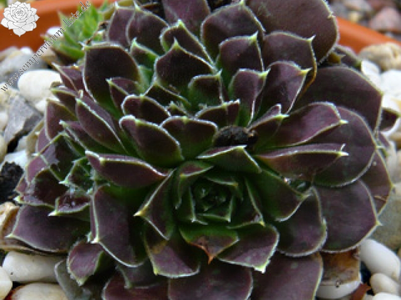 Earl von Linne / Jovi