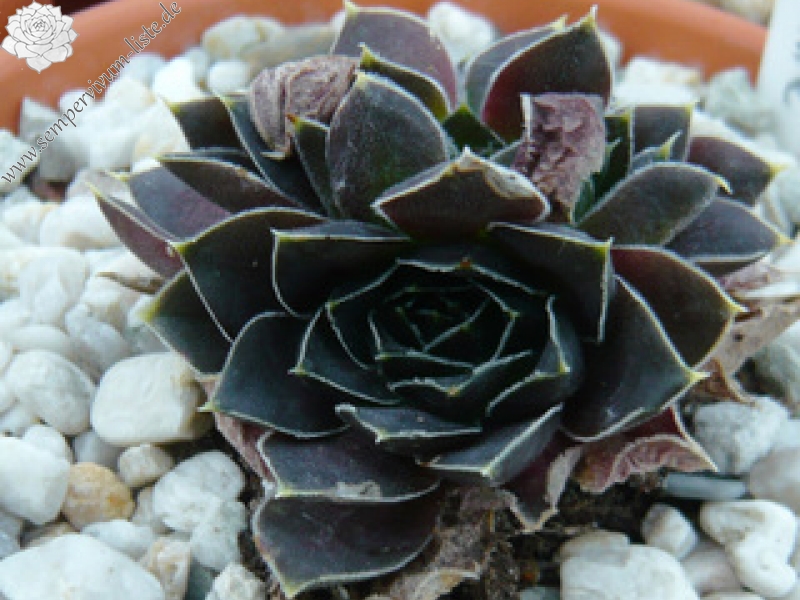 Earl von Linne / Jovi