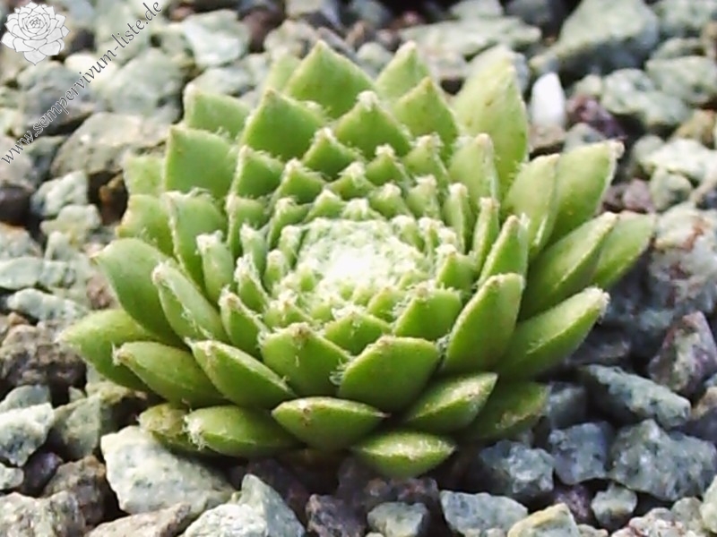 Ebelobo