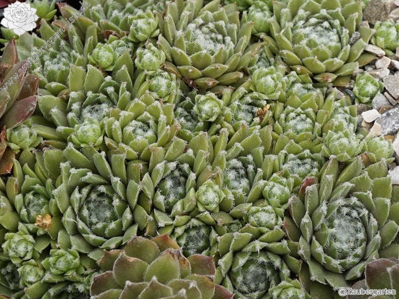 Ebelobo