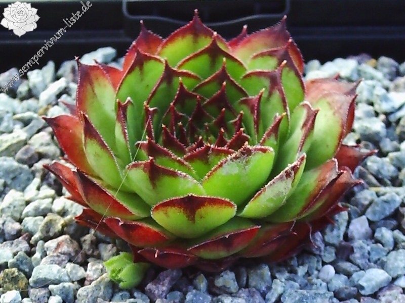 El Misti