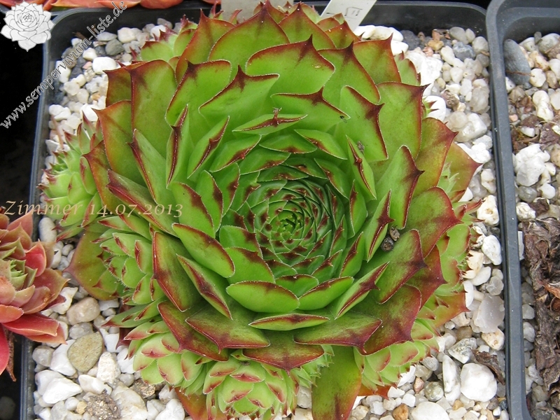 El Misti