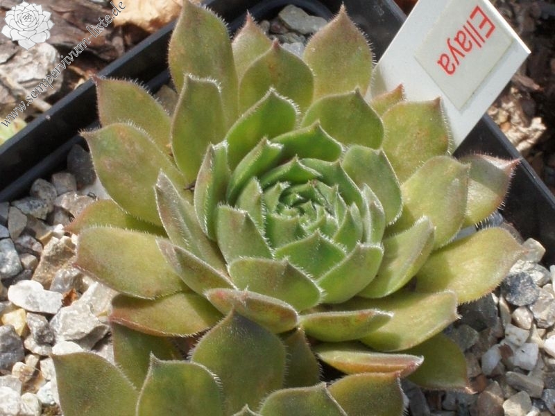 Ellaya