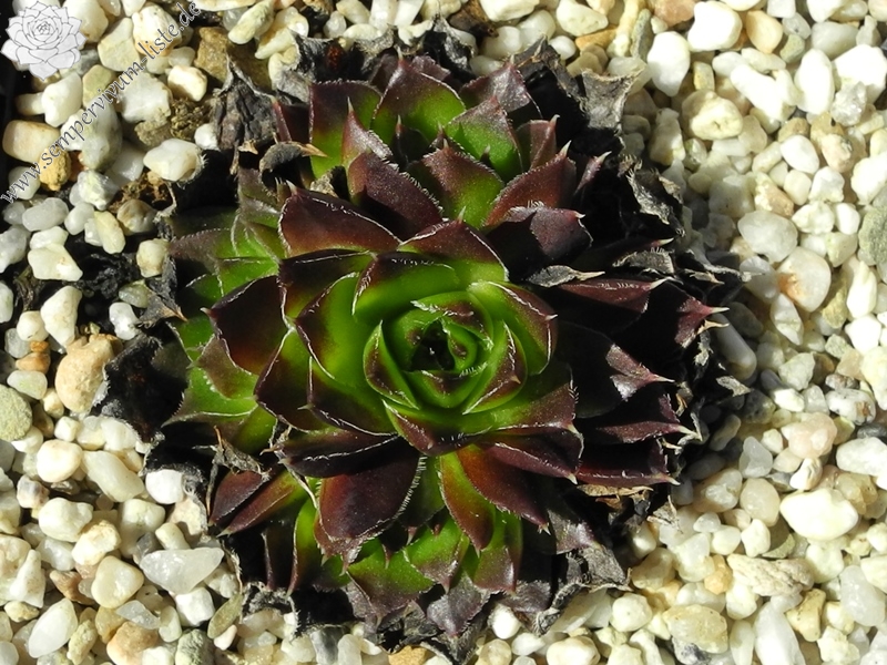 Ellegina / Jovi