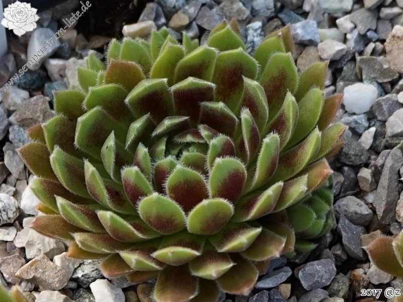 Eloida