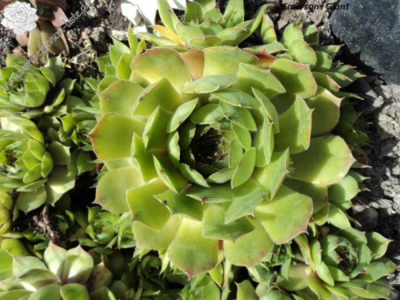 Emerson's Giant