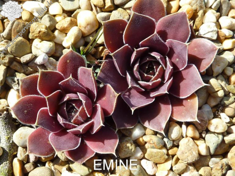 Emine / Jovi