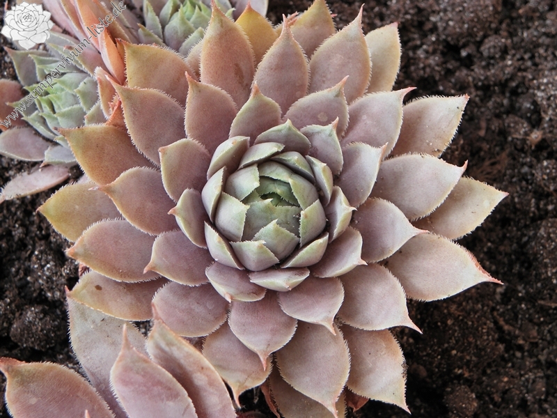 erh. v. M. Niederstadt