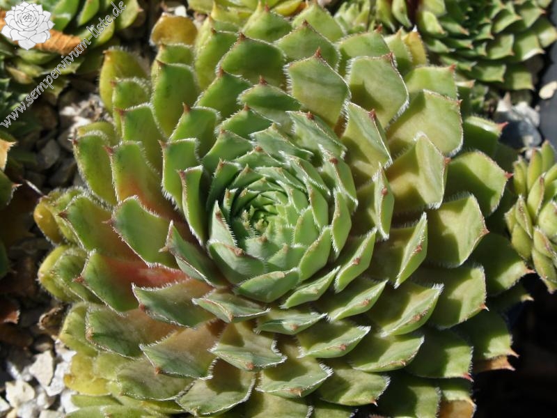 Enkia