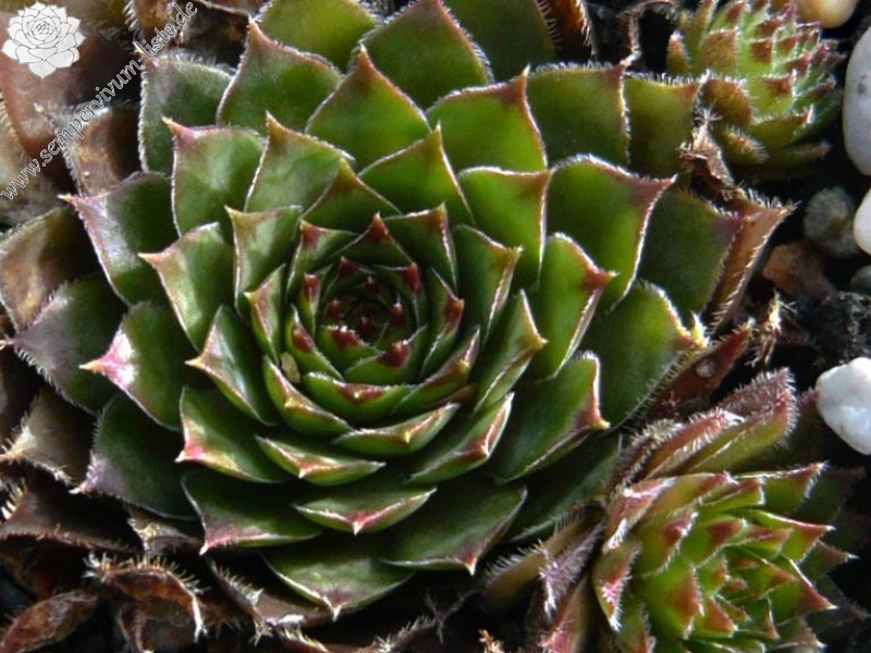 Enkia