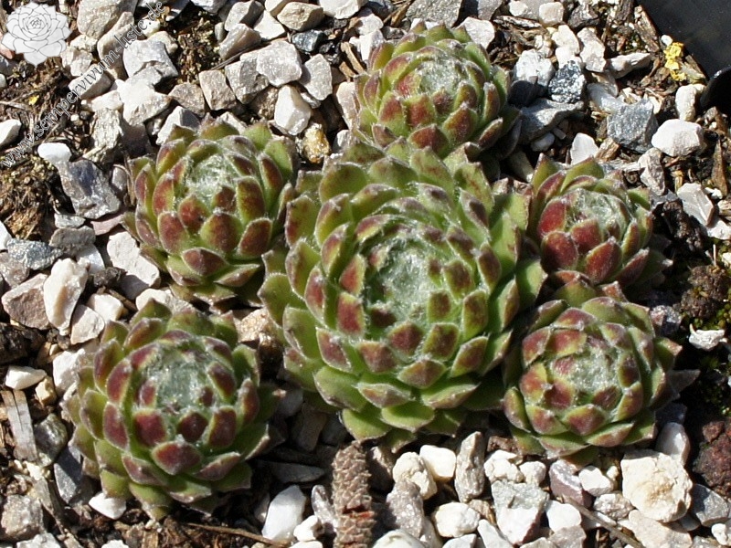 Ependa