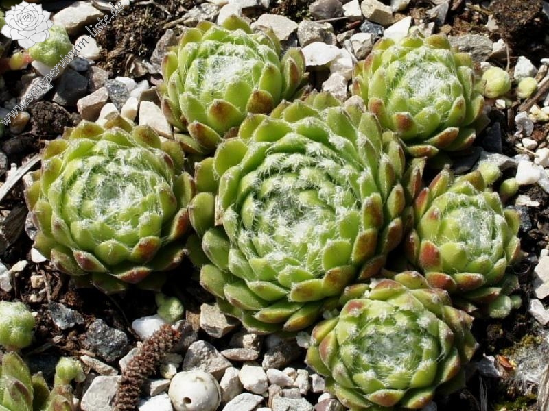 Ependa