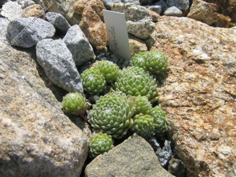 Ependa