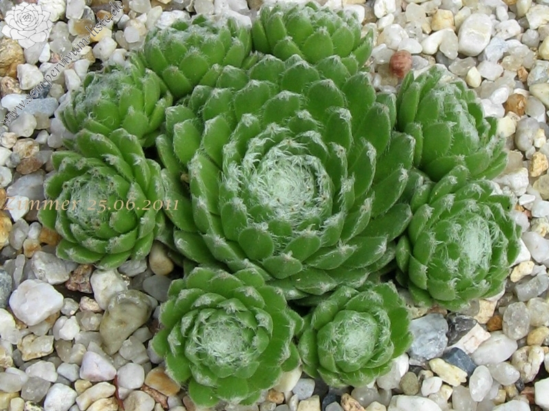 Ependa