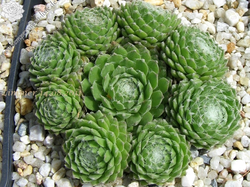 Ependa