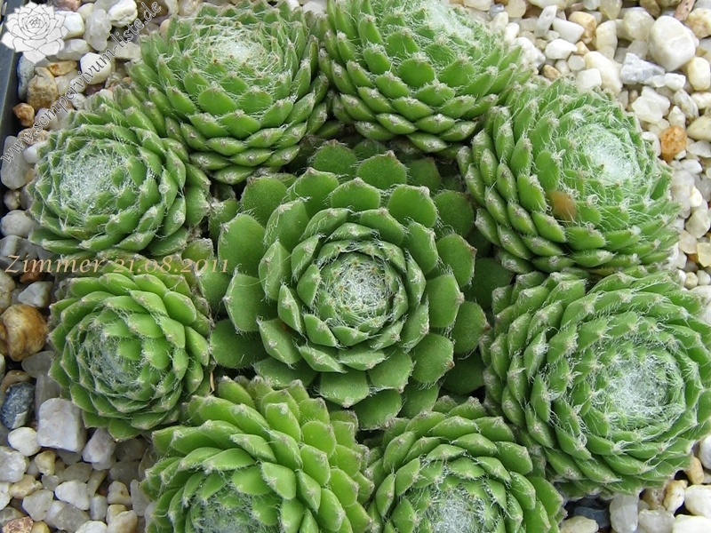 Ependa