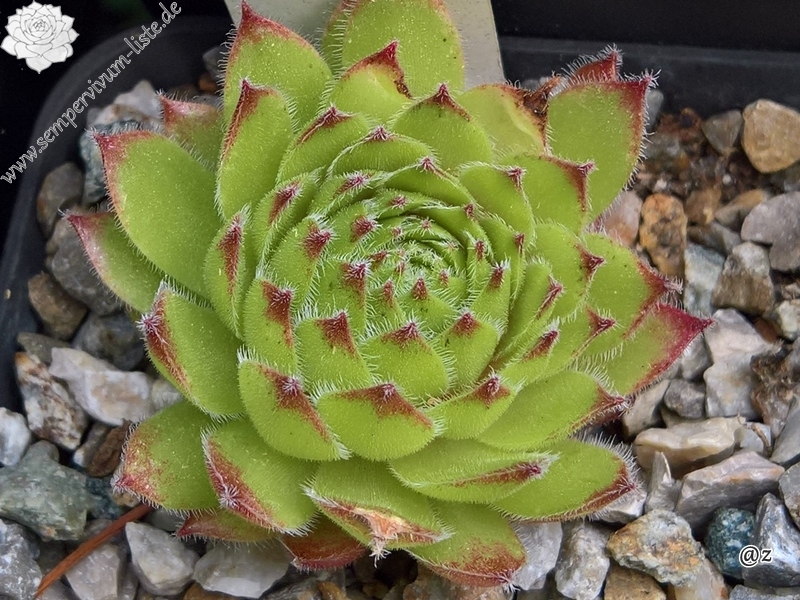 Erasma