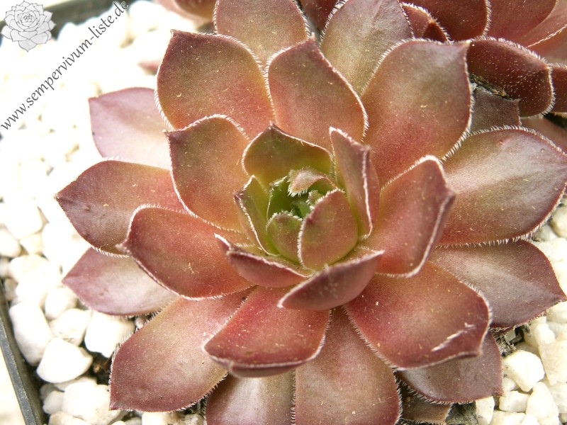 Juliane