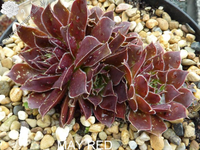May Red / Jovi