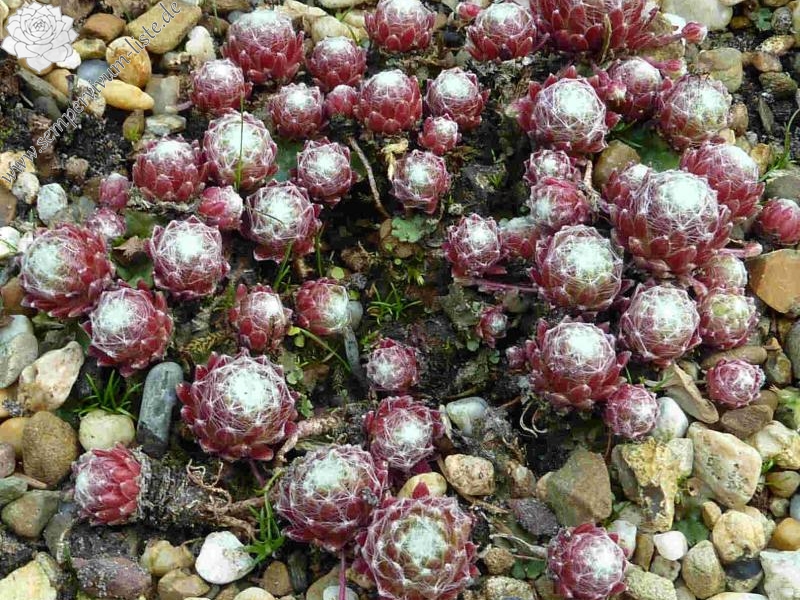 Crown Sterling ( II )