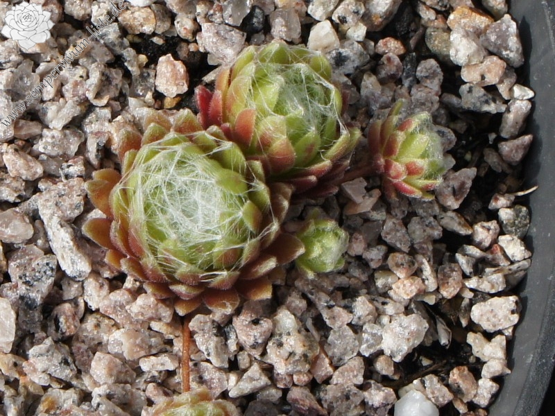 Crown Sterling ( II )