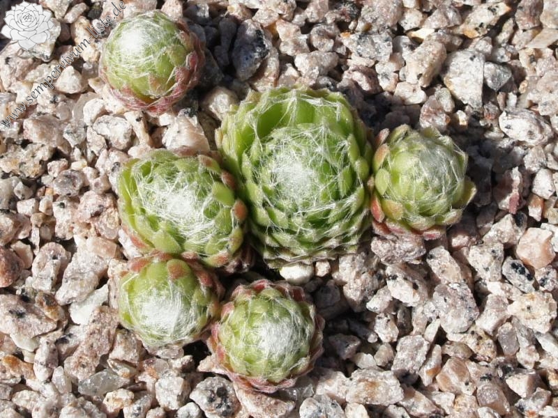 Crown Sterling ( II )