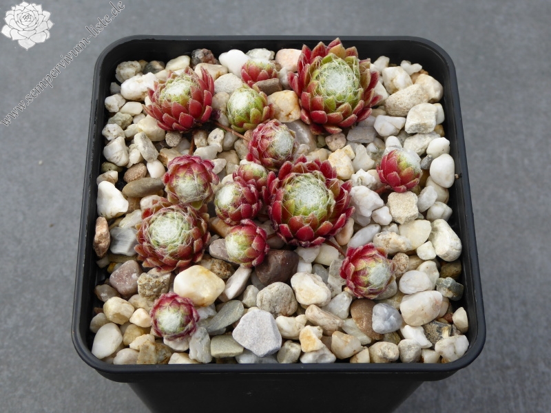 Crown Sterling ( II )