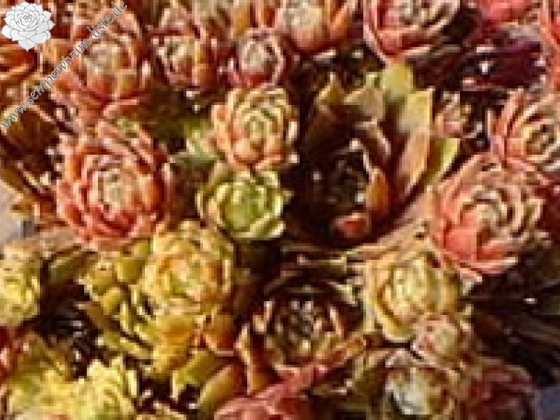 Minto's Pink