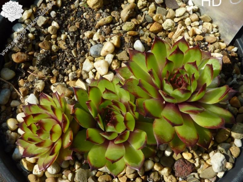 Marcolina