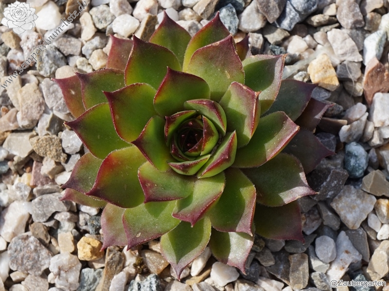 Marcolina