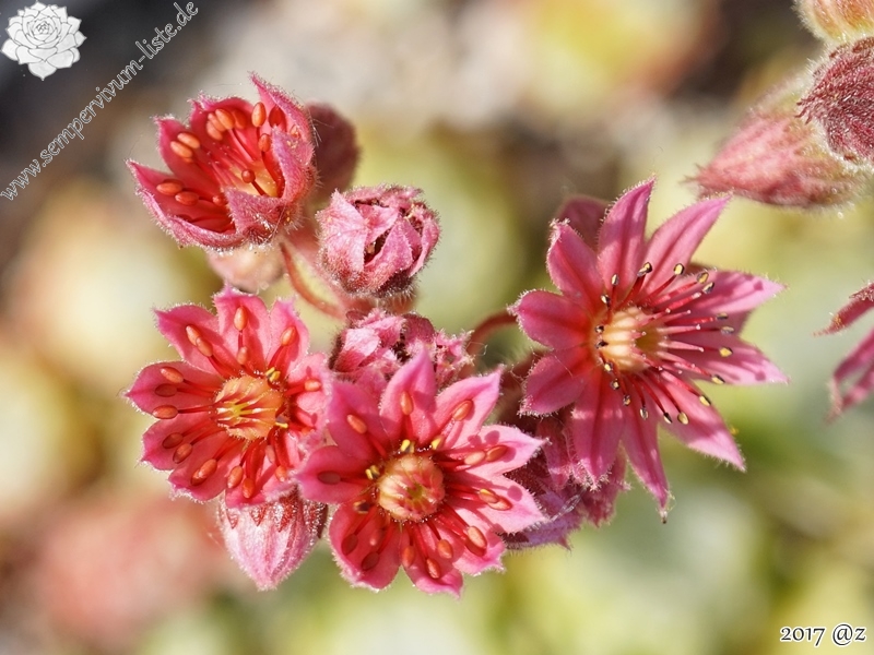 Inca Zilver Rouge