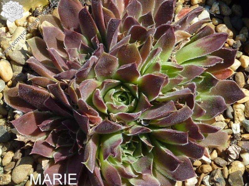 Marie Madeleine / Jovi