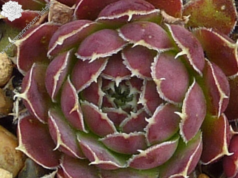 Flutura / Jovi