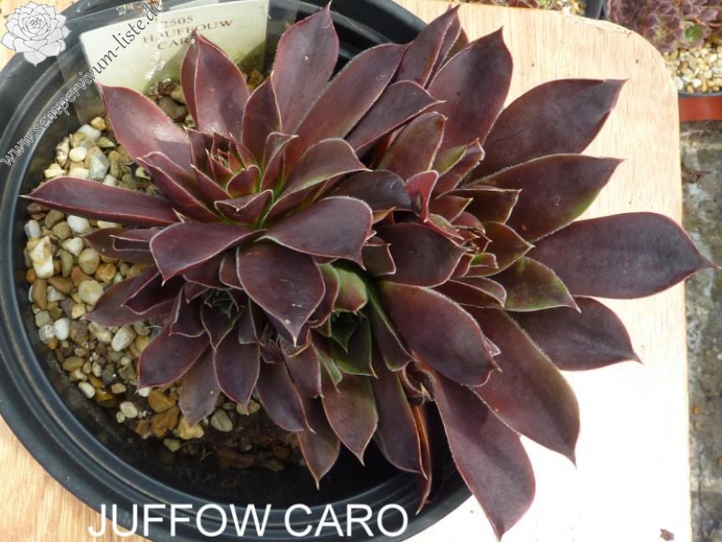 Juffouw Caro / Jovi