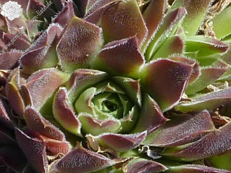 Marie Madeleine / Jovi