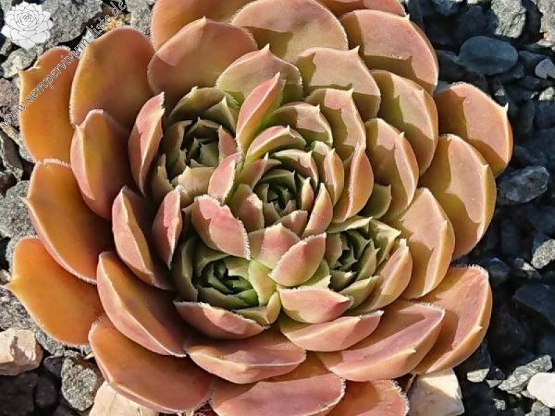 Czardasfürst / Jovi