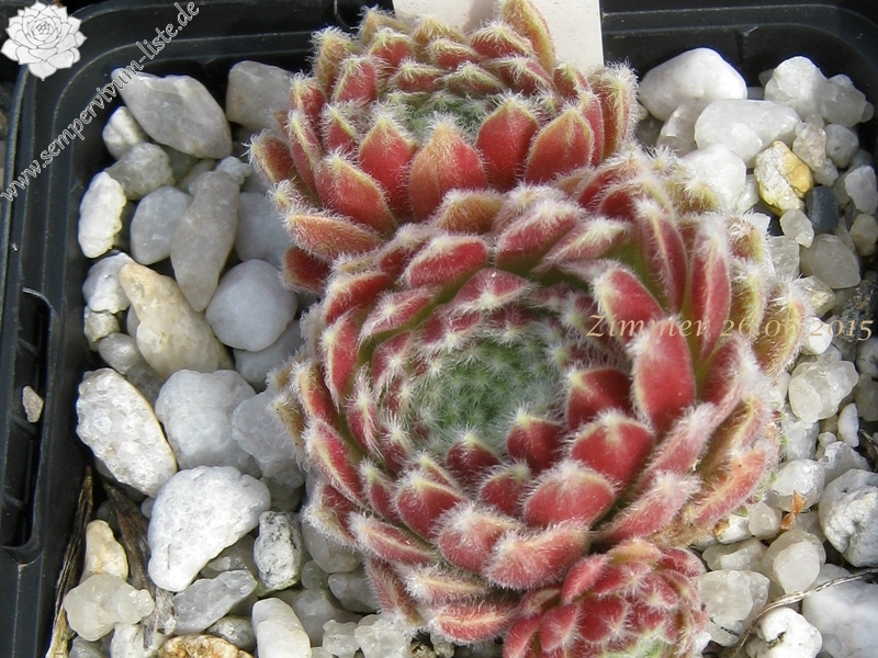 Fluffy Fluke