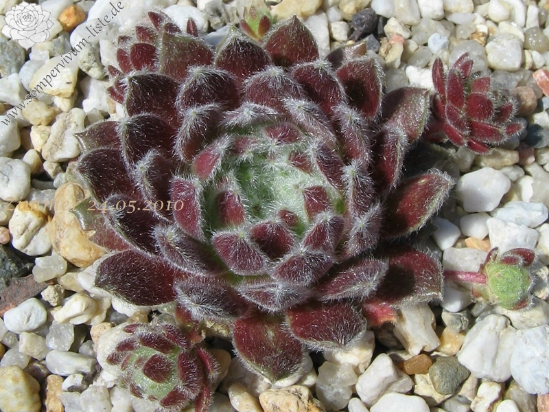 Fluffy Fluke