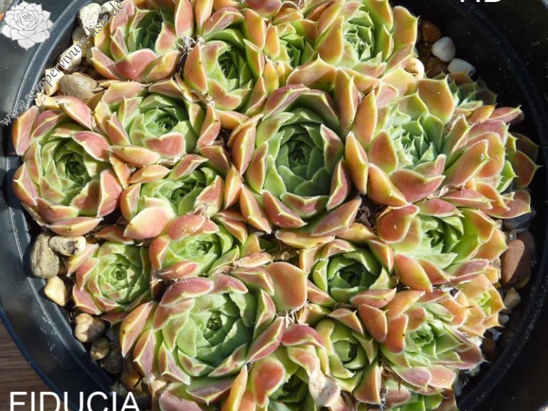 Fiducia / Jovi