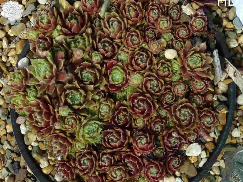 Mai Fleuri