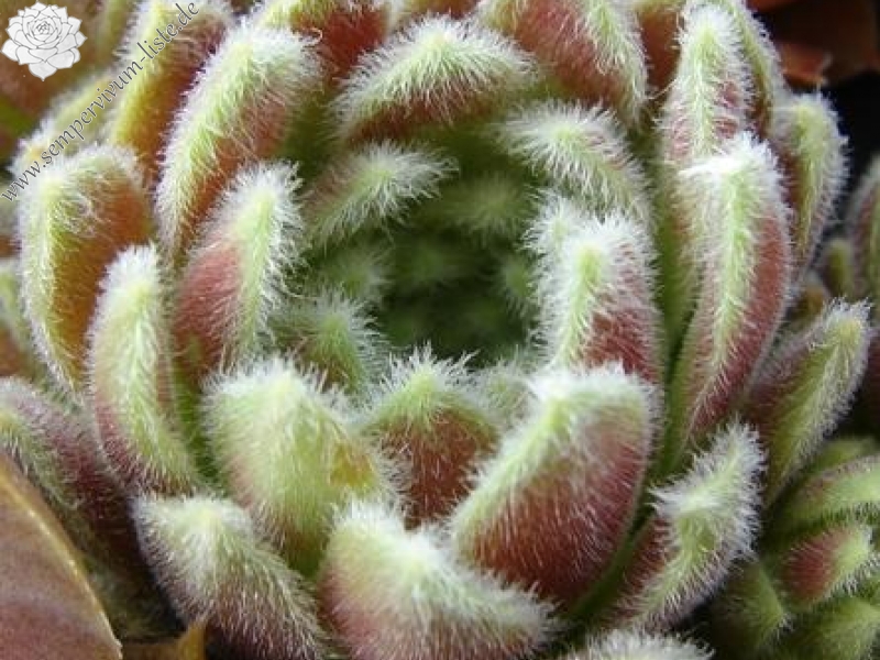 Fluffy Fluke