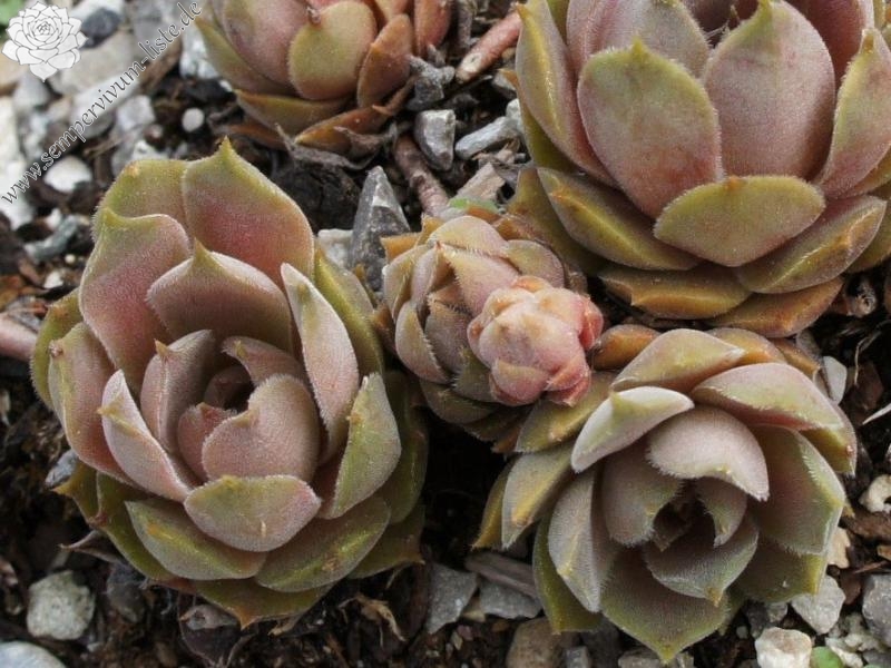 M. T. Pitis