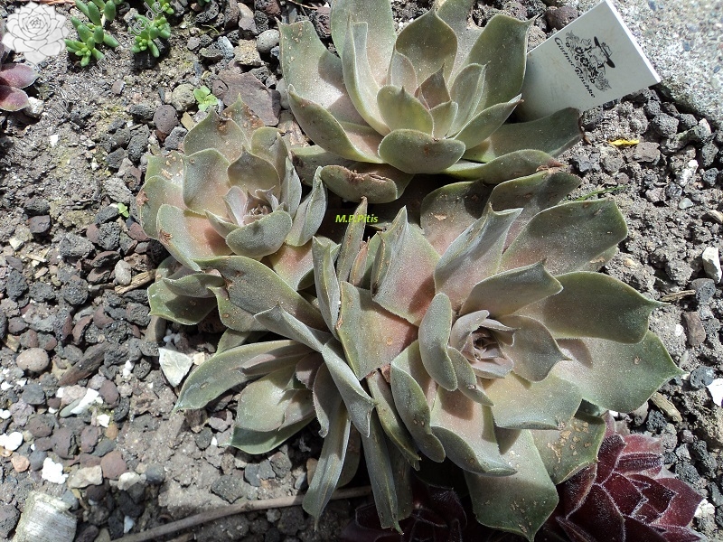 M. T. Pitis