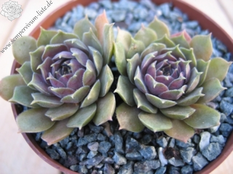 M. T. Pitis