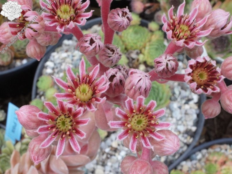M. T. Pitis