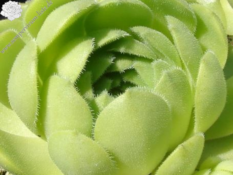 Froschkönig